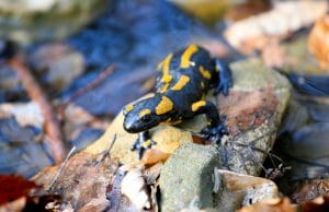 Mlok skvrnitý, salamandra salamandra, Bílé Karpaty, Kochavec