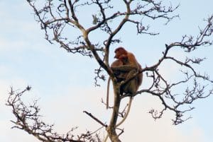 Kahau nosatý, nosatá opice, Borneo