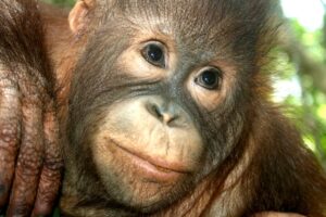 orangutan borneo