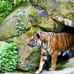 ilustrace tygr rok jinak