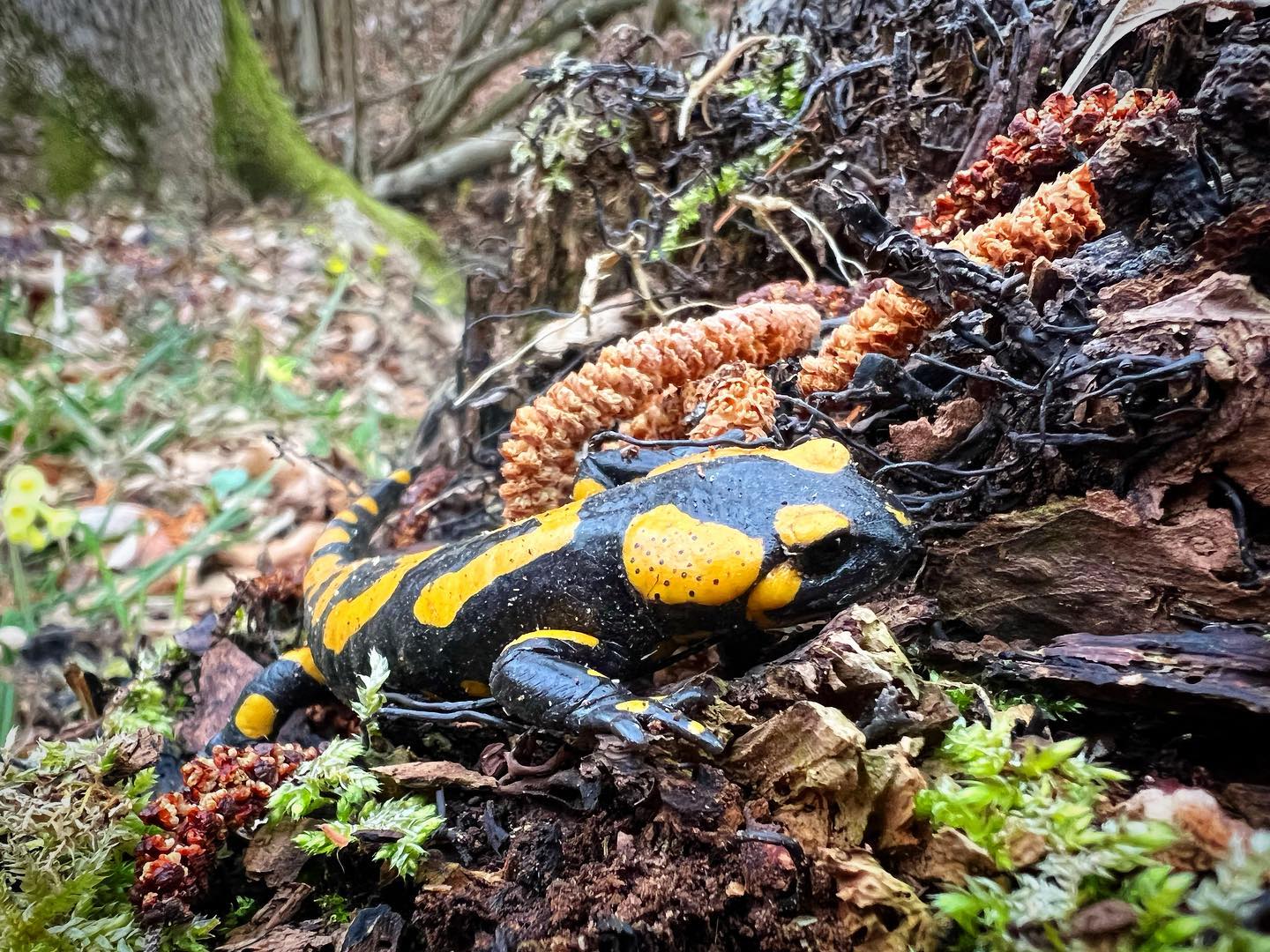#spring is here! I just met this amazing #creature in the #forest #firesalamander #salamander #mountains #moravia #nature #carpathians #animals #czechrepublic #mlok #iphone13pro #macro #macrophotography