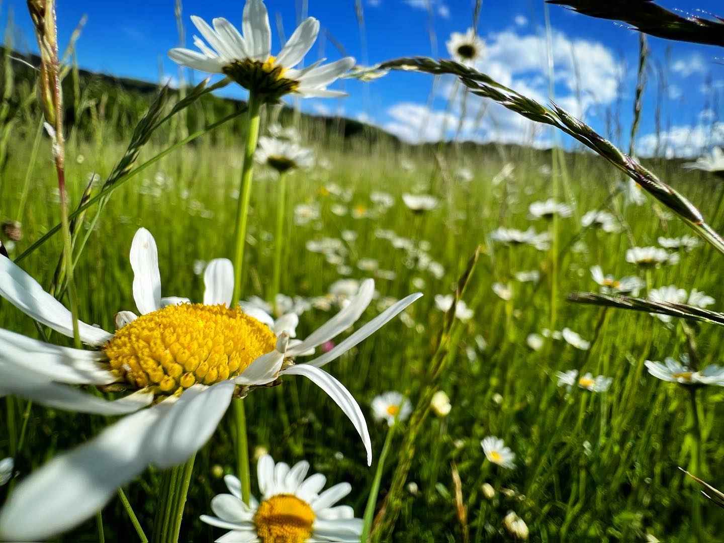 a real #treasue of #nature #reserves : #blossoming #daisies in amazing #meadows … #iphone13pro #macro #landscape #landscapephotography #czechrepublic #moravia #valachia