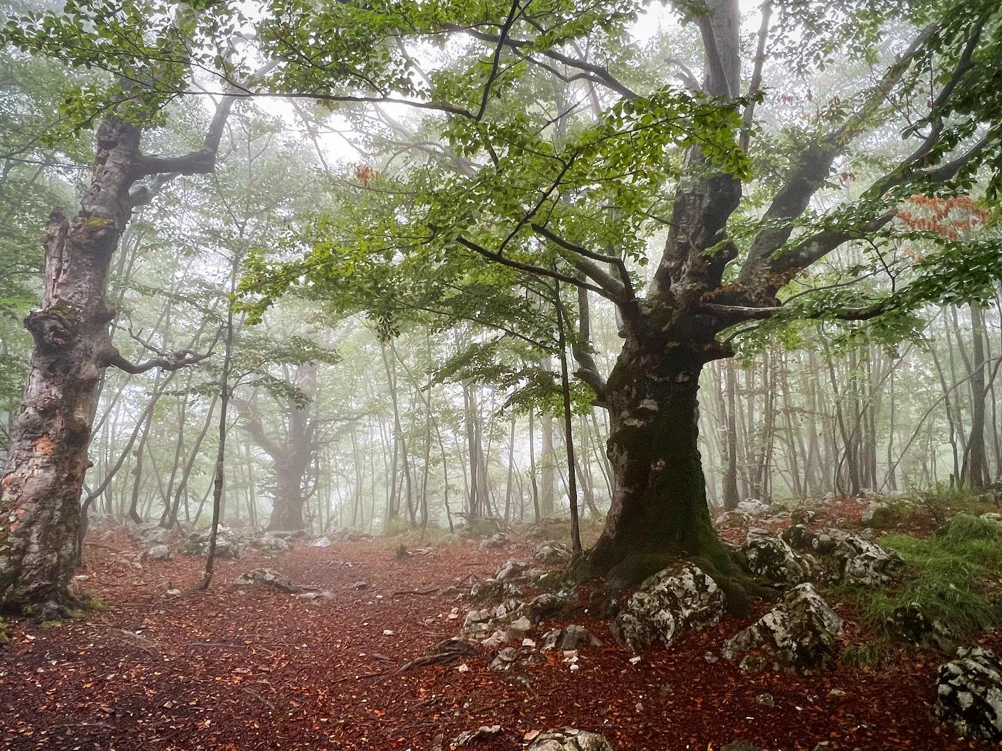 old #beech in #fog in amazing #forests of #Tara national park in #serbia #landscape #landscapephotography #travel #shotoniphone #iphone13pro